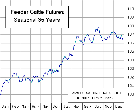Feeder Cattle